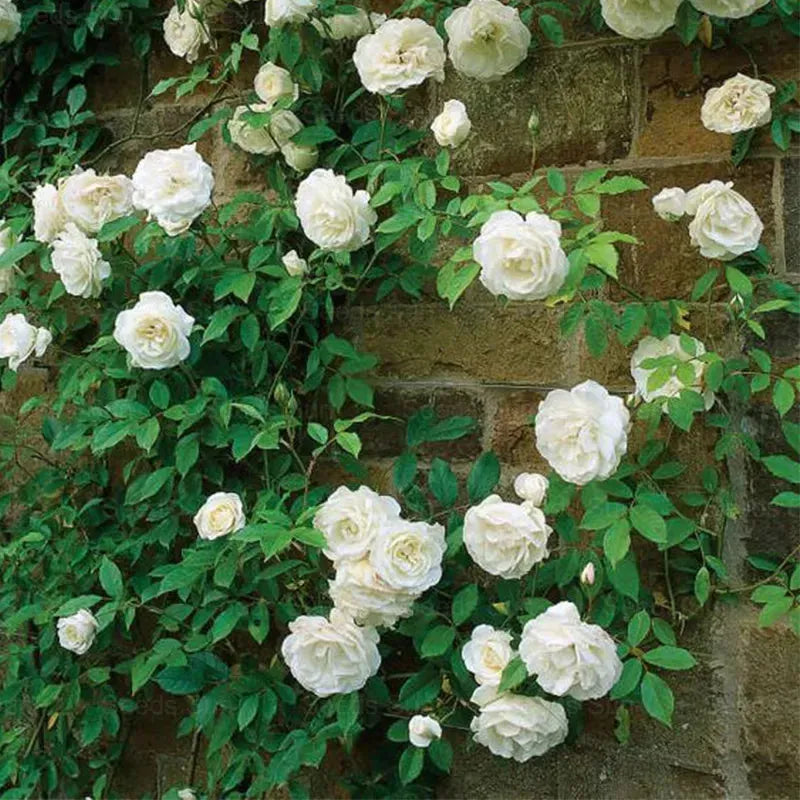 Pack Of Mix Flower Seeds Elegant Climbing Rose Flower Seeds