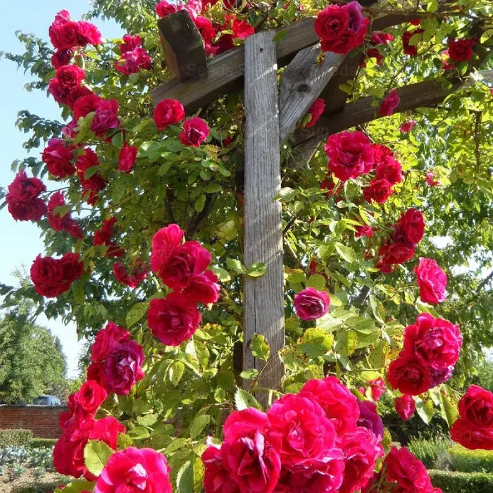 Pack Of Mix Flower Seeds Elegant Climbing Rose Flower Seeds