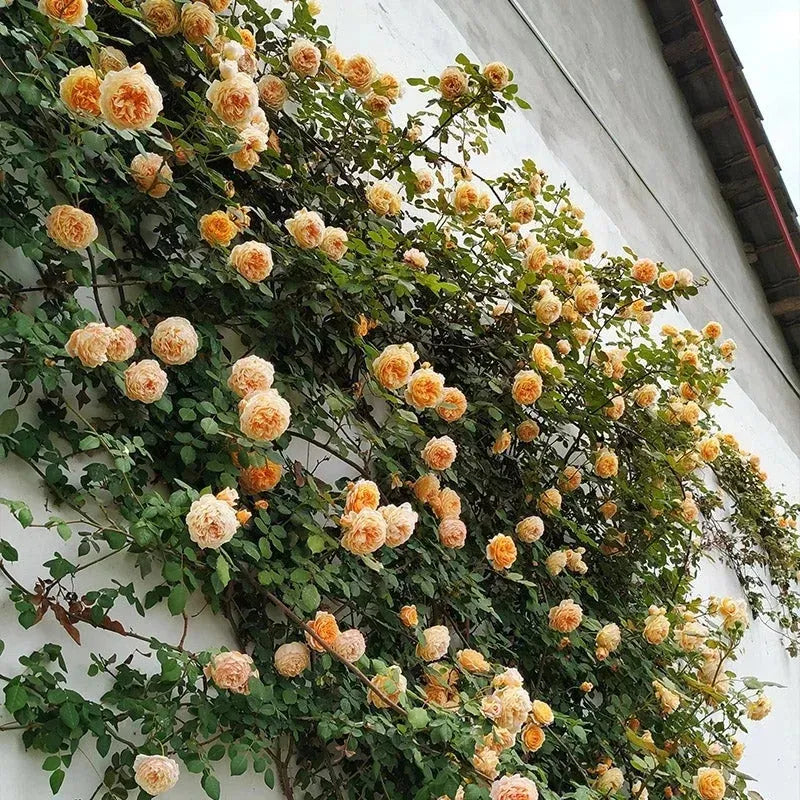 Pack Of Mix Flower Seeds Elegant Climbing Rose Flower Seeds
