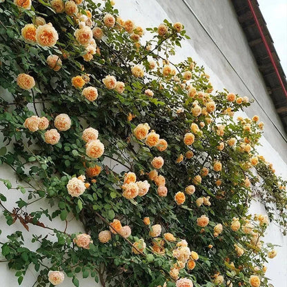Pack Of Mix Flower Seeds Elegant Climbing Rose Flower Seeds