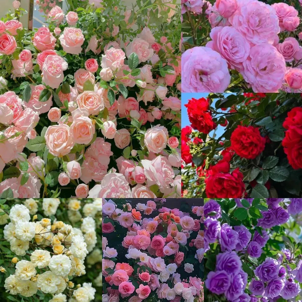 Pack Of Mix Flower Seeds Elegant Climbing Rose Flower Seeds