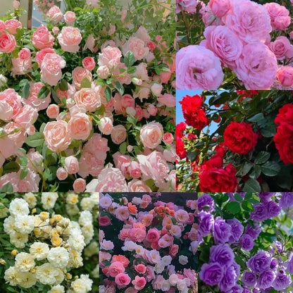 Pack Of Mix Flower Seeds Elegant Climbing Rose Flower Seeds
