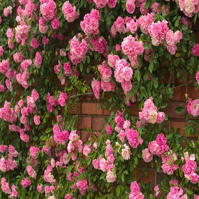 Pack Of Mix Flower Seeds Elegant Climbing Rose Flower Seeds